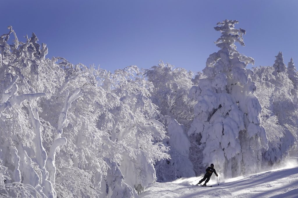 Le 26 JANVIER sous les arbres fantômes
