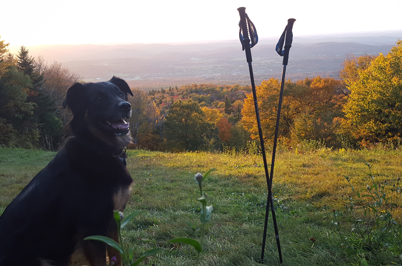 What to do with doggos, friends and family this fall
